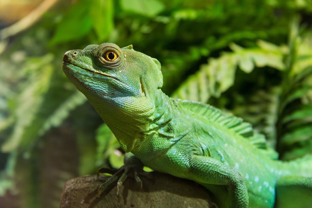 France Reptile Menace Amphibiens Danger Nature