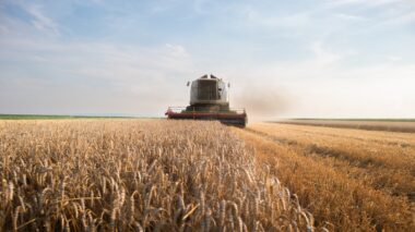 récolte, blé, agriculture, france, 2024, prévisions, céréale