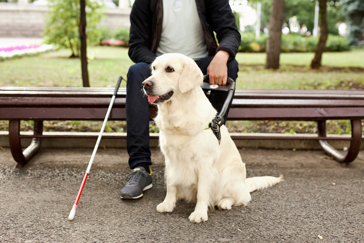 chien-guide, Monoprix, refus, entrée, loi, 2018, tribunal, discrimination, aveugle, handicap