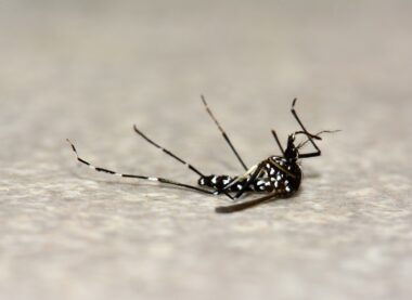 Dead,mosquito,on,the,floor