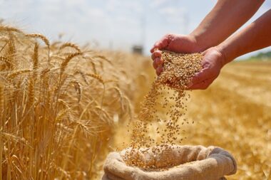 Récolte de blé 2024 : la pire depuis 40 ans, quelles conséquences pour les agriculteurs ?