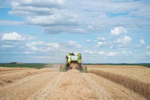 récolte, blé, catastrophe, france, 2024, agriculture