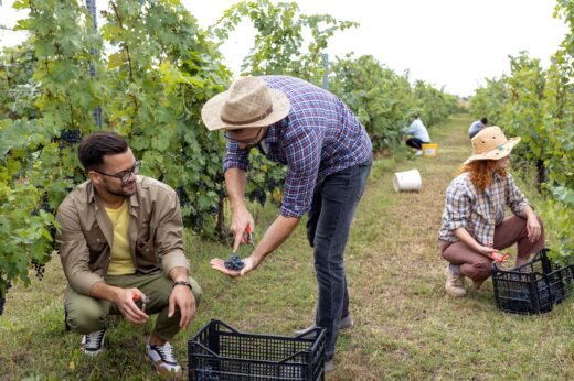 vendanges, vin, production, france, 2024