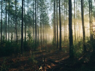 Une agence immobilière a acheté une parcelle de forêt de deux hectares. Unsplash