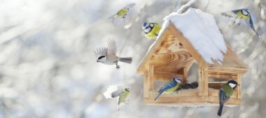 oiseaux hiver nourriture