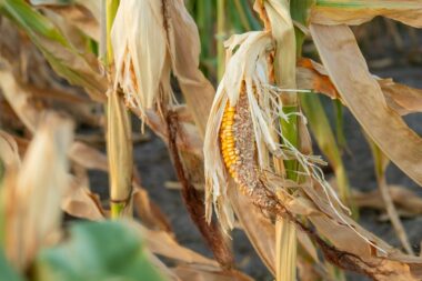 Chaque minute, 23 hectares de terres sont perdus, totalisant 12 millions d'hectares par an, affectant directement plus de 2 milliards de personnes et menaçant l'approvisionnement en eau ainsi que 52 % des terres agricoles.